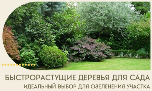 Быстрорастущие деревья для сада идеальный выбор в Ухте