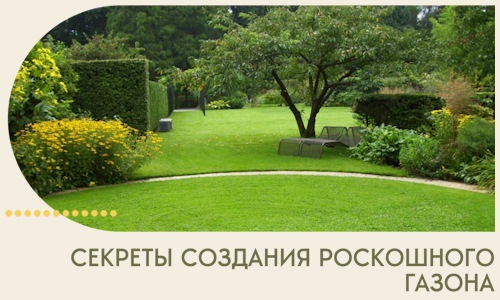 Секреты создания роскошного газона в Ухте